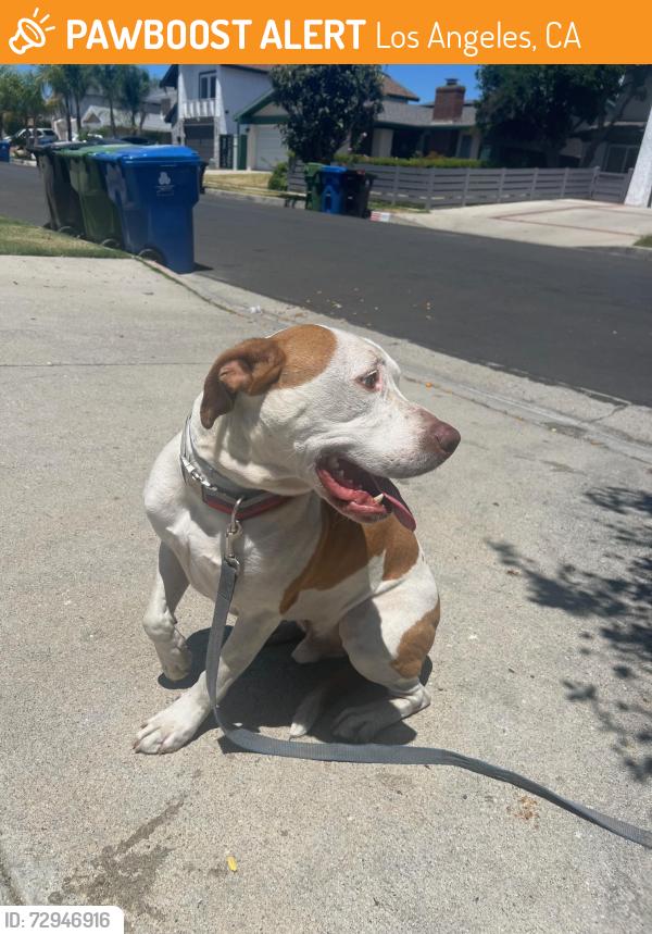 Found/Stray Male Dog last seen Cantara and Oakdale, Los Angeles, CA 91304