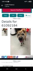 Reunited Male Dog last seen Liddon Ave, Midland, TX 79705