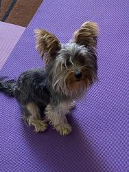 Found/Stray Unknown Dog last seen Ave K & Palos way, Lancaster, CA 93535