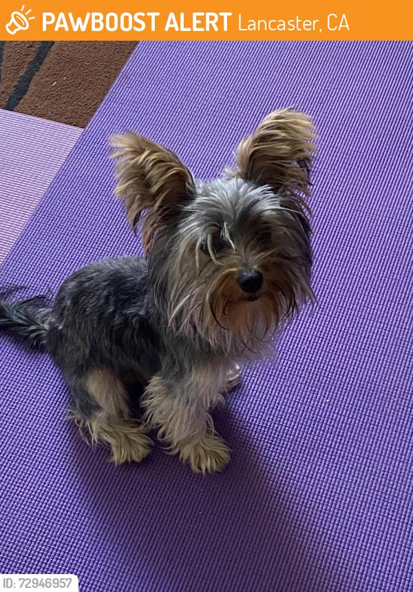 Found/Stray Unknown Dog last seen Ave K & Palos way, Lancaster, CA 93535