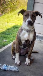 Lost Female Dog last seen Spur 164 , Tyler, TX 75709