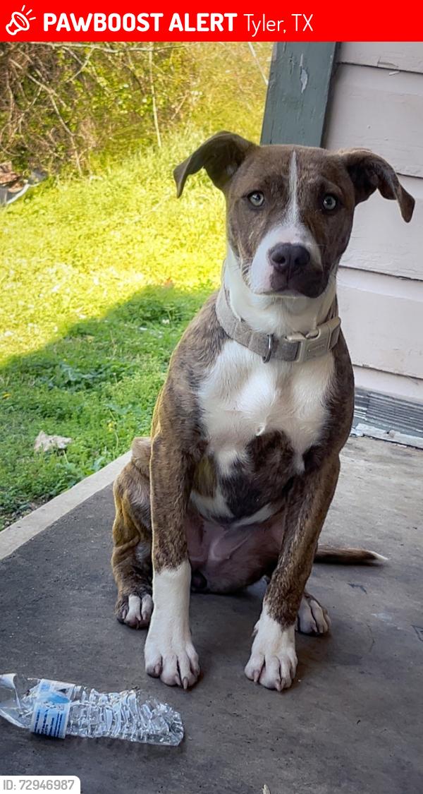 Lost Female Dog last seen Spur 164 , Tyler, TX 75709