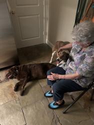 Reunited Male Dog last seen Lakeside Green, Texas 77355, USA, Montgomery County, TX 77355
