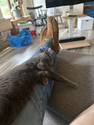 Reunited Male Cat last seen West Fieldpointe and Sandra Ln , New Berlin, WI 53151