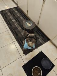 Lost Male Dog last seen Wood Lark Lane & Red Cedar Rd,  Eagan,  MN 55121, Eagan, MN 55121