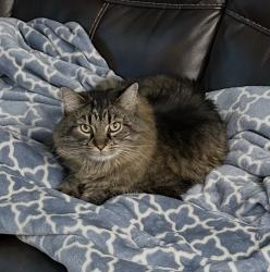 Reunited Male Cat last seen Sedum park, Sherwood Park, AB T8H 2X7