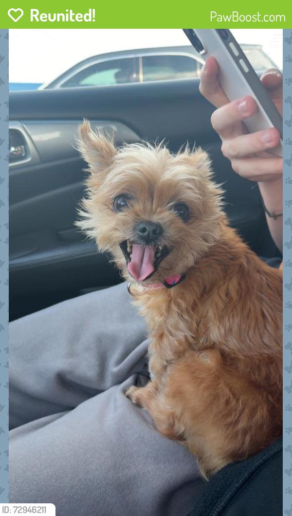 Reunited Female Dog last seen Nahunta rd - willowbrooks neighborhood , Pikeville, NC 27863