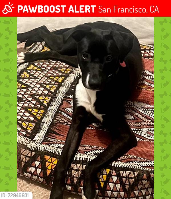 Lost Female Dog last seen Haight Street x Clayton Street , San Francisco, CA 94114