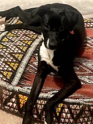 Lost Female Dog last seen Haight Street x Clayton Street , San Francisco, CA 94114