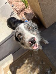 Found/Stray Male Dog last seen Pepper and Randall, colton, Colton, CA 92324