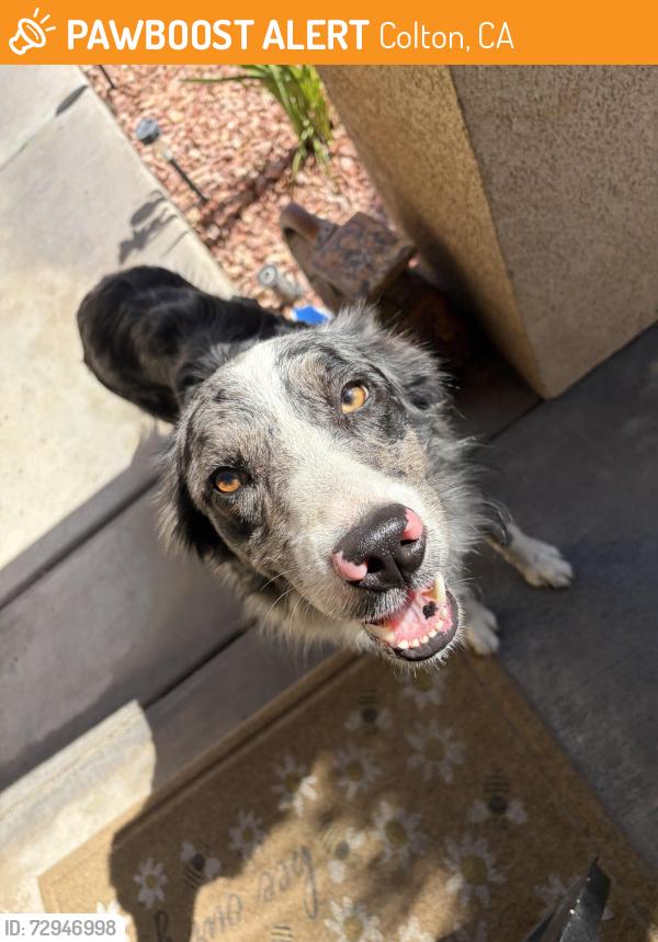 Found/Stray Male Dog last seen Pepper and Randall, colton, Colton, CA 92324