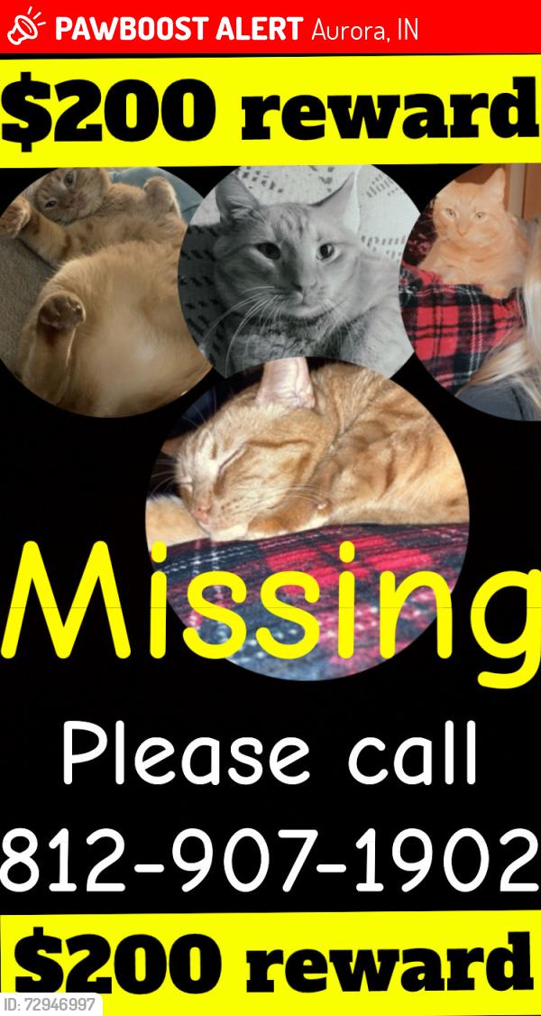 Lost Male Cat last seen Little red academy daycare , Aurora, IN 47001