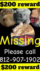 Lost Male Cat last seen Little red academy daycare , Aurora, IN 47001