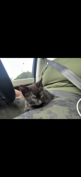 Lost Male Cat last seen Griffin Road, Southwest Ranches, FL 33332