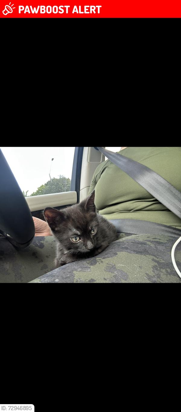 Lost Male Cat last seen Griffin Road, Southwest Ranches, FL 33332