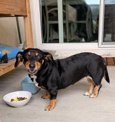Found/Stray Female Dog last seen Walnut st and Parco ave, Ontario, CA 91761