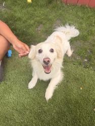 Found/Stray Male Dog last seen Near Oak park, Chicago, IL 60651