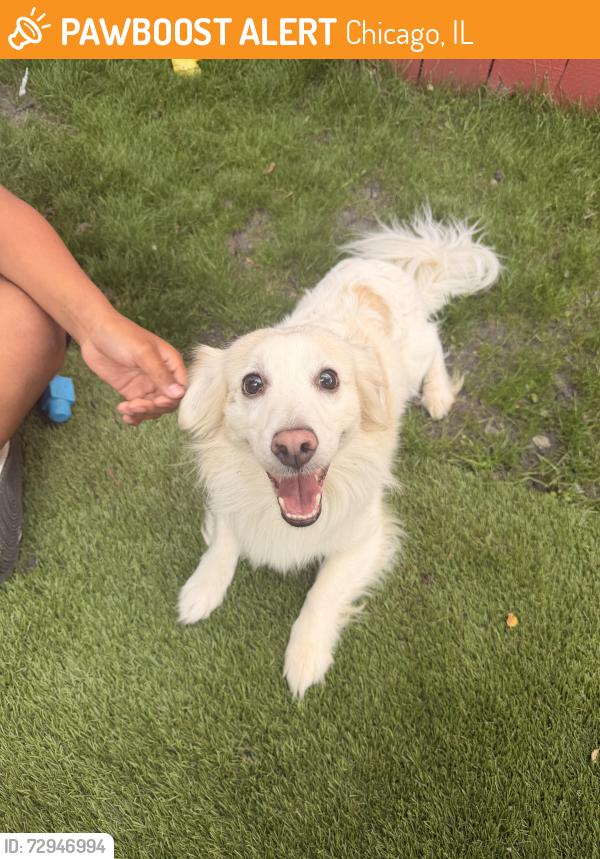 Found/Stray Male Dog last seen Near Oak park, Chicago, IL 60651