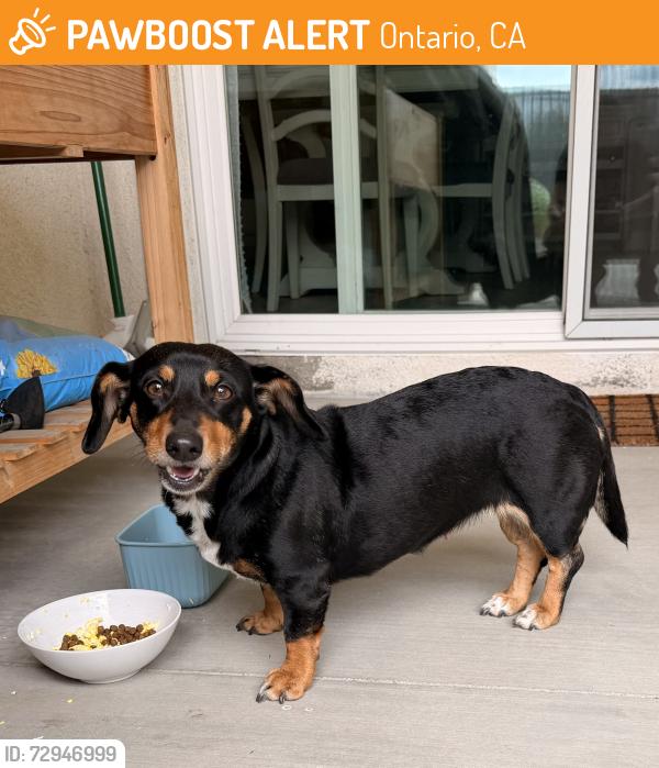 Found/Stray Female Dog last seen Walnut st and Parco ave, Ontario, CA 91761
