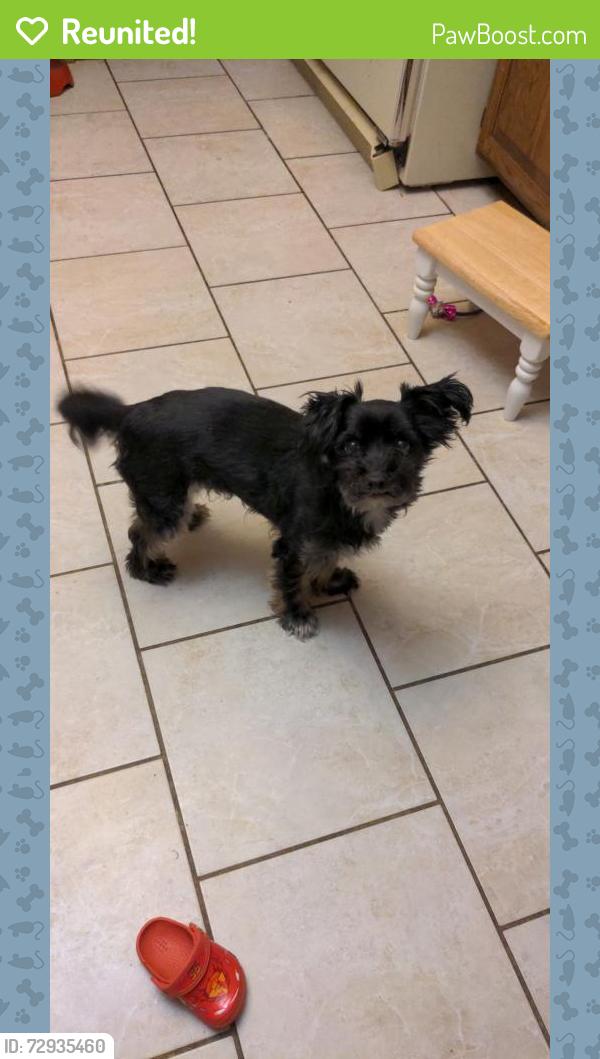 Reunited Male Dog last seen Mary Jane and prospect , Wood Dale, IL 60191