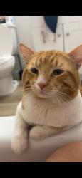 Lost Male Cat last seen marda loop, Calgary, AB T2T 1C9