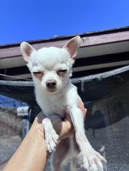Reunited Male Dog last seen Palm Dr, Desert Hot Springs, CA, USA, Desert Hot Springs, CA 92240