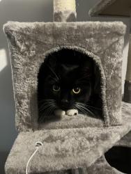 Reunited Female Cat last seen Hanford, Stoke-on-Trent, England ST4 8QL