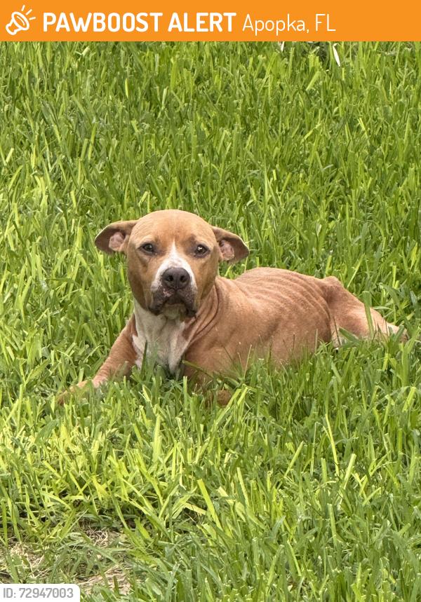 Found/Stray Unknown Dog last seen Dog park at Sunbow and Hunley Avenues, Apopka, FL 32703