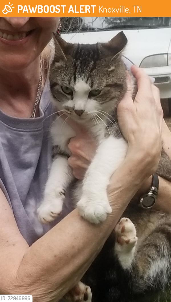 Found/Stray Unknown Cat last seen Montrose and Cedar Lane, Knoxville, TN 37918