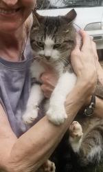 Found/Stray Unknown Cat last seen Montrose and Cedar Lane, Knoxville, TN 37918