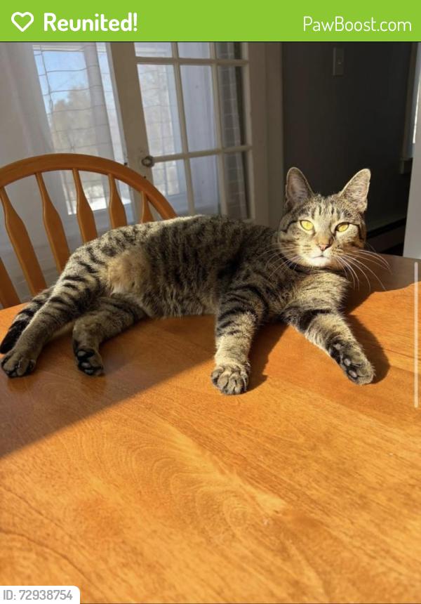 Reunited Female Cat last seen Near sterling hill rd barre vt , Barre Town, VT 05641