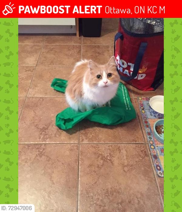 Lost Female Cat last seen Navaho Drive, Ottawa, ON K2C 2M6