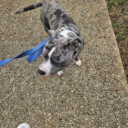 Found/Stray Male Dog last seen Heritage humane society, Williamsburg, VA 23185