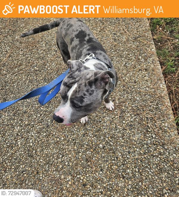 Found/Stray Male Dog last seen Heritage humane society, Williamsburg, VA 23185