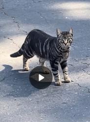 Found/Stray Unknown Cat last seen West St and Clayton Rd, Concord, CA 94521