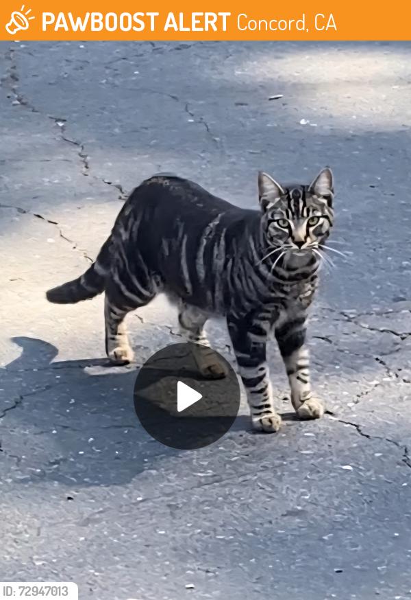 Found/Stray Unknown Cat last seen West St and Clayton Rd, Concord, CA 94521