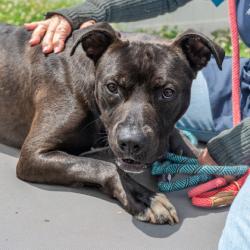 Shelter Stray Male Dog last seen Near Pole Creek Dr Lithonia, 30058, 30058, GA, Atlanta, GA 30341