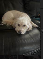 Reunited Female Dog last seen Wyandotte and Cedros, Los Angeles, CA 91405