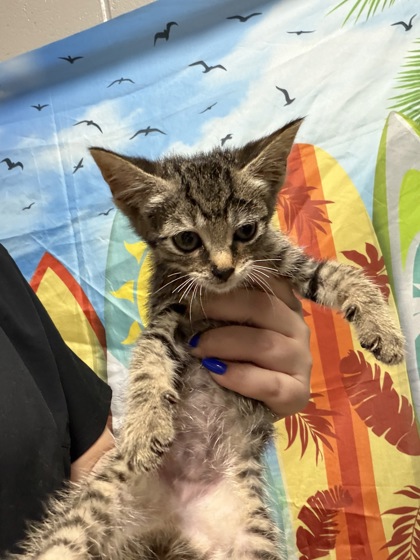 Shelter Stray Female Cat last seen Near W Mauldin St Apt 9D, 29625, Anderson City, SC, Anderson, SC 29622
