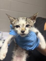 Shelter Stray Male Cat last seen Near W Mauldin St Apt 9D, 29625, Anderson City, SC, Anderson, SC 29622