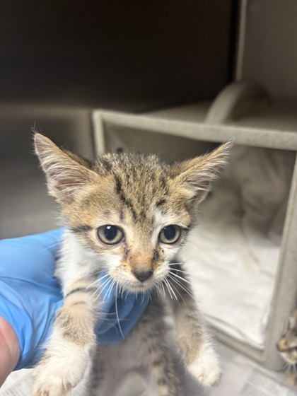 Shelter Stray Female Cat last seen Near W Mauldin St Apt 9D, 29625, Anderson City, SC, Anderson, SC 29622