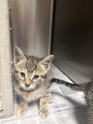 Shelter Stray Female Cat last seen Near W Mauldin St Apt 9D, 29625, Anderson City, SC, Anderson, SC 29622