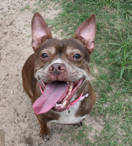 Shelter Stray Female Dog last seen Homosassa Springs, FL 34446, Inverness, FL 34450