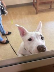 Shelter Stray Female Dog last seen Duncanville, TX 75137, Cedar Hill, TX 75104