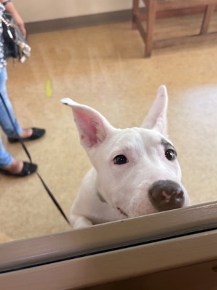 Shelter Stray Female Dog last seen Duncanville, TX 75137, Cedar Hill, TX 75104