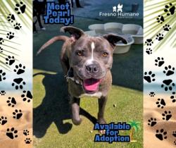 Shelter Stray Female Dog last seen N Rolinda Ave & W Shields Ave, Fresno Zone Fresno CO 1A 93723, CA, Fresno, CA 93706