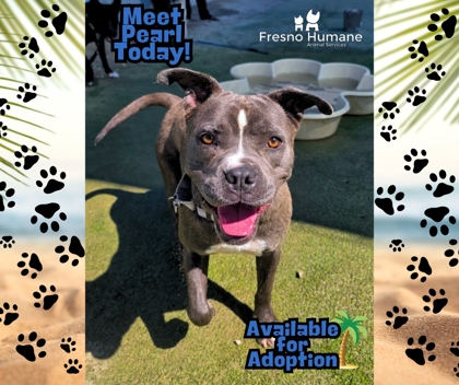 Shelter Stray Female Dog last seen N Rolinda Ave & W Shields Ave, Fresno Zone Fresno CO 1A 93723, CA, Fresno, CA 93706
