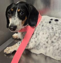 Shelter Stray Female Dog last seen Nielsen and Valentine, Fresno Zone Fresno CO 2 93706, CA, Fresno, CA 93706