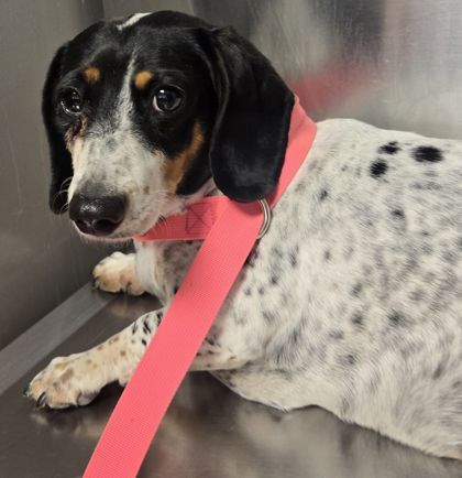Shelter Stray Female Dog last seen Nielsen and Valentine, Fresno Zone Fresno CO 2 93706, CA, Fresno, CA 93706
