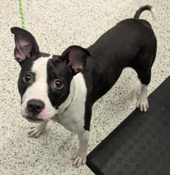 Shelter Stray Female Dog last seen Atlanta, GA 30310, Atlanta, GA 30336